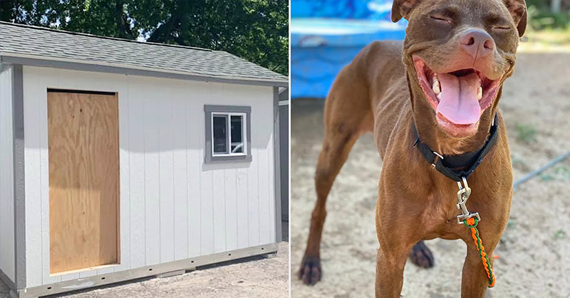 Texas Shelter Builds Tiny Homes to Give Rescue Dogs Awaiting Adoption a ‘Home-Like Environment’ - Featured image