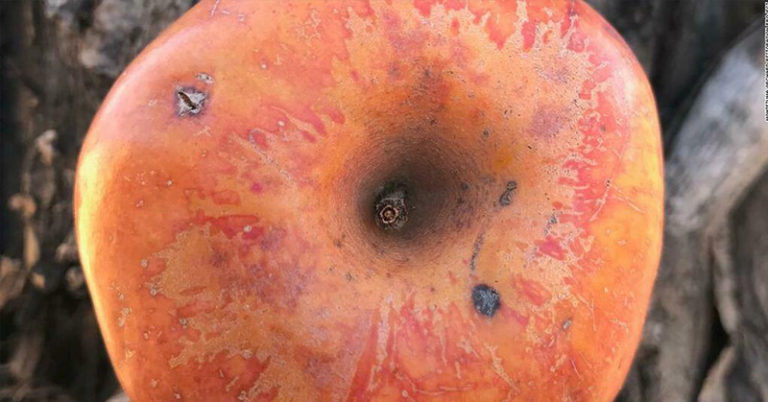 Colorado couple’s 20-year search for extinct fruit finally pays off - Featured image