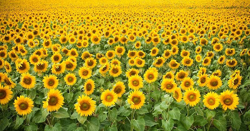Farmer Plants Field of Sunflowers to Make You Smile