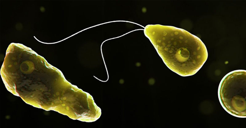 Brain-eating amoeba: What is it and how do you protect yourself