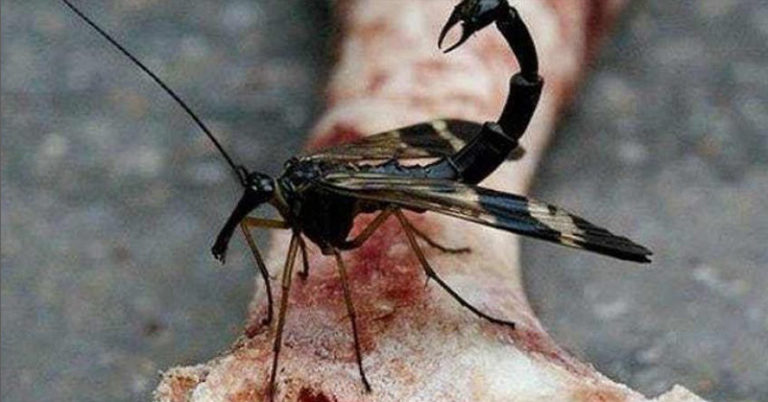 Insects Called Scorpionflies Exists, and They are Terrifying - Featured image