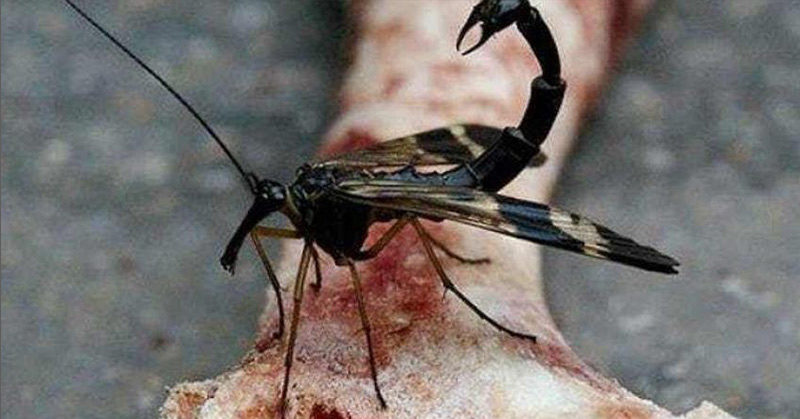 Insects Called Scorpionflies Exists, and They are Terrifying