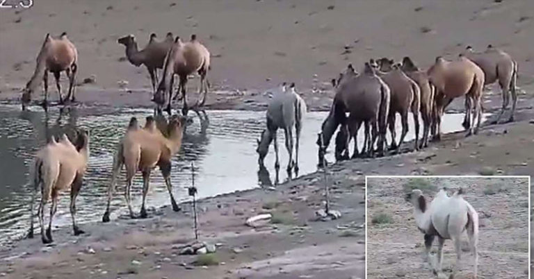 Incredibly rare albino camel is captured on camera at nature reserve - Featured image