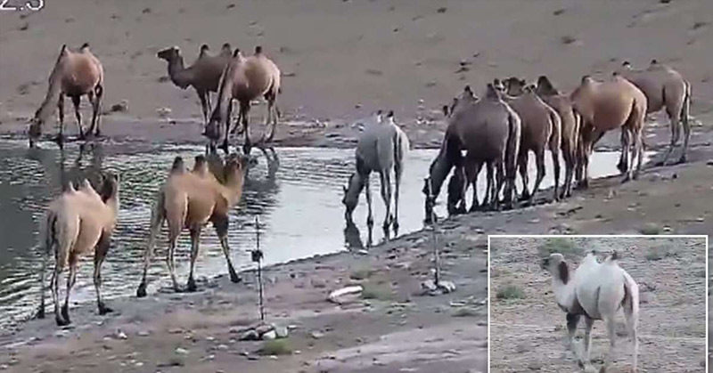 Incredibly rare albino camel is captured on camera at nature reserve