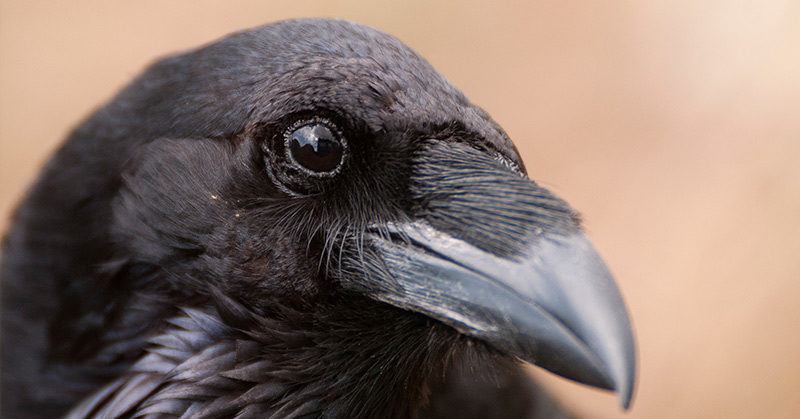Crows Are Capable of Conscious Thought, Scientists Demonstrate For The First Time