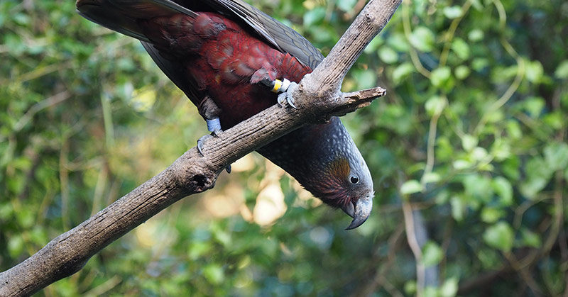 Parrots in wildlife park moved after swearing at visitors