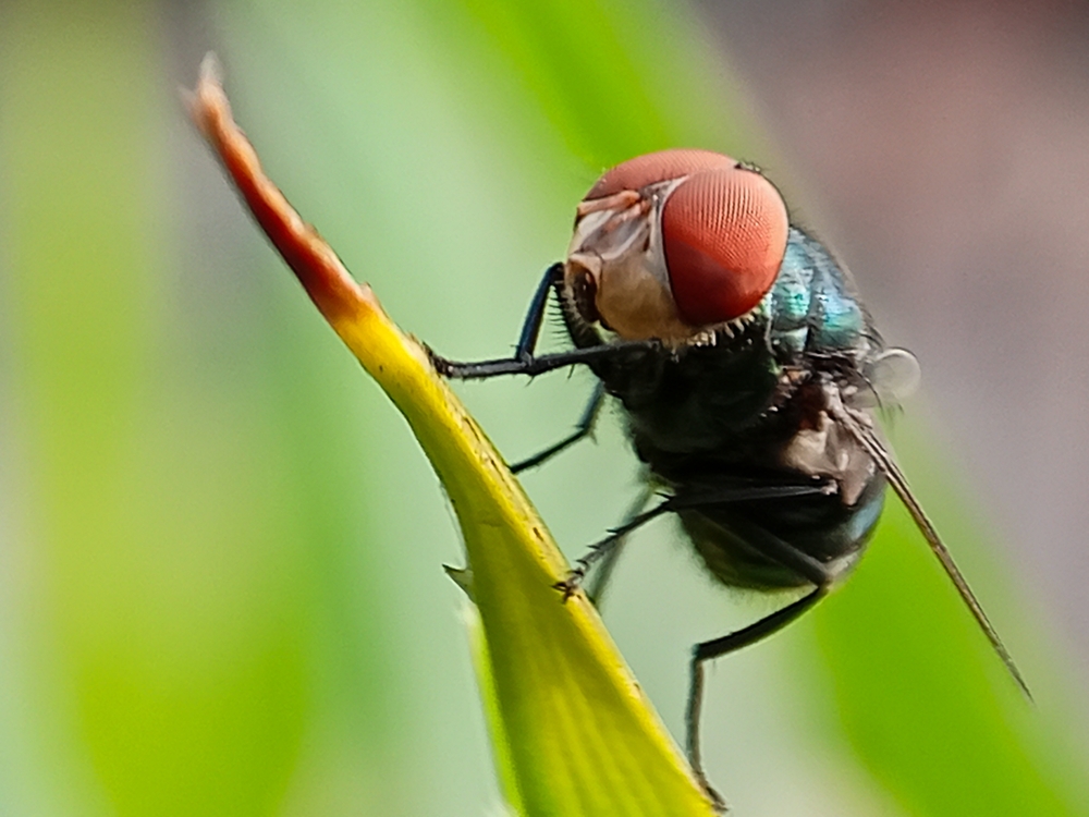 Cochliomyia hominivorax, the New World screw-worm fly, or screw-worm for short, is a species of parasitic fly that is well known for the way in which its larvae (maggots) eat the living tissue.