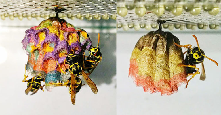 When Wasps Are Given Colored Paper, They Build Rainbow Nests - Featured image