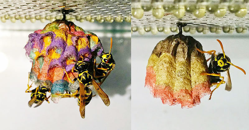 When Wasps Are Given Colored Paper, They Build Rainbow Nests
