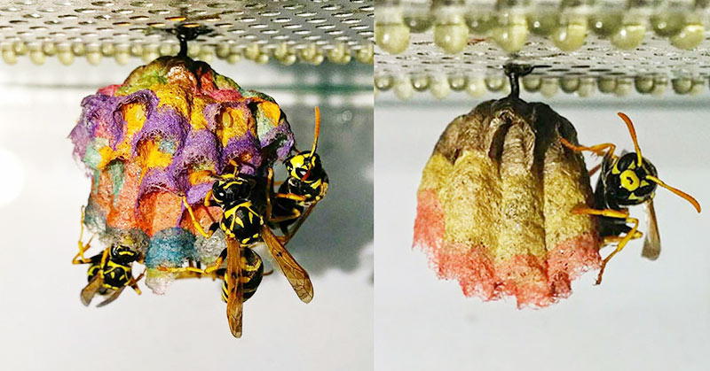 When Wasps Are Given Colored Paper, They Build Rainbow Nests - Featured image