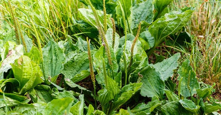 Why Knowing How to Use Plantain Is Like Carrying a First Aid Kit Around in Your Pocket - Featured image