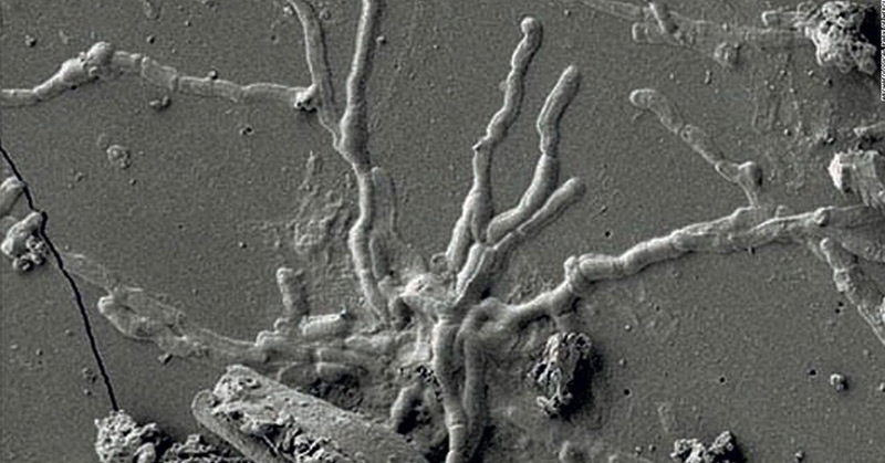 Scientists find intact brain cells in skull of man killed in Vesuvius eruption