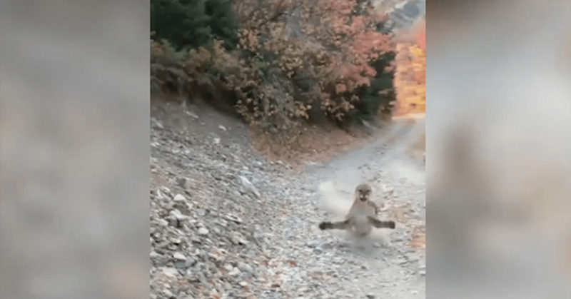 Cougar stalking Utah hiker in a terrifying 6-minute encounter (VIDEO)