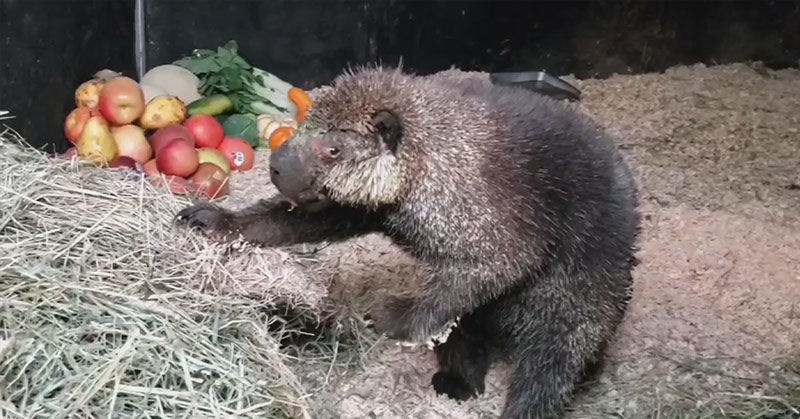 ‘It’s a happy ending’: Porcupine reunited with mate after wildfire rescue