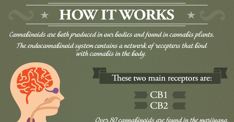 What Cannabis Does To Your Mind & Body Depending On How You Ingest It (Infographic)