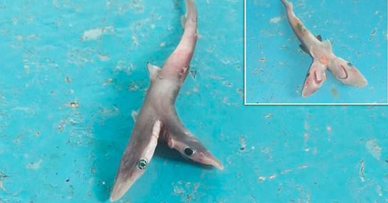 Two-headed mutant shark is discovered by fishermen