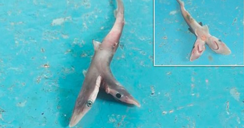 Two-headed mutant shark is discovered by fishermen - Featured image