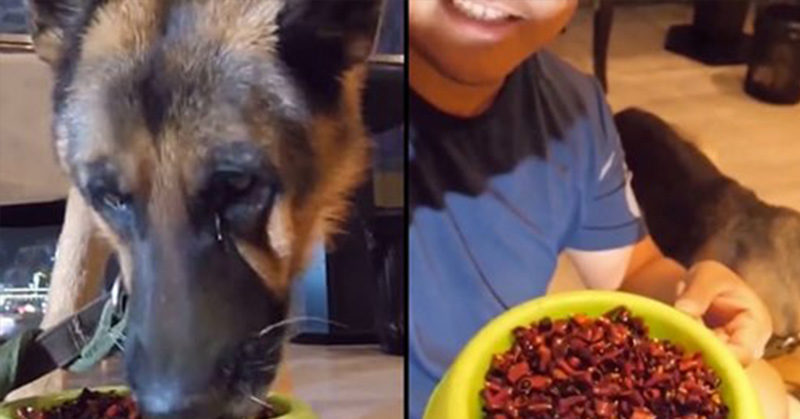 German Shepherd’s Eyes Water After Being Forced To Eat Spicy Food By Owner During Live-Stream