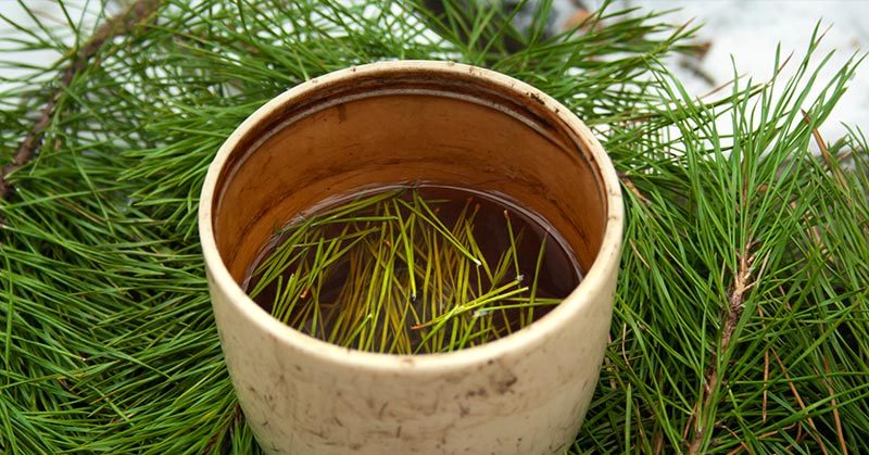 6 Medicinal Trees You Can Grow In Your Backyard
