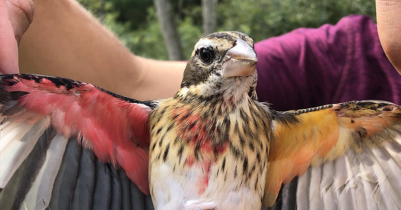 Half-male, half-female songbird discovered in Pennsylvania