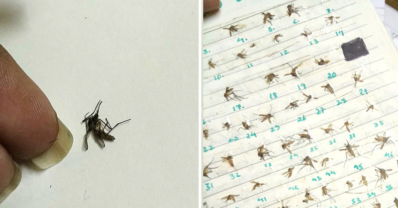 Girl Collects Every Mosquito She Has Killed