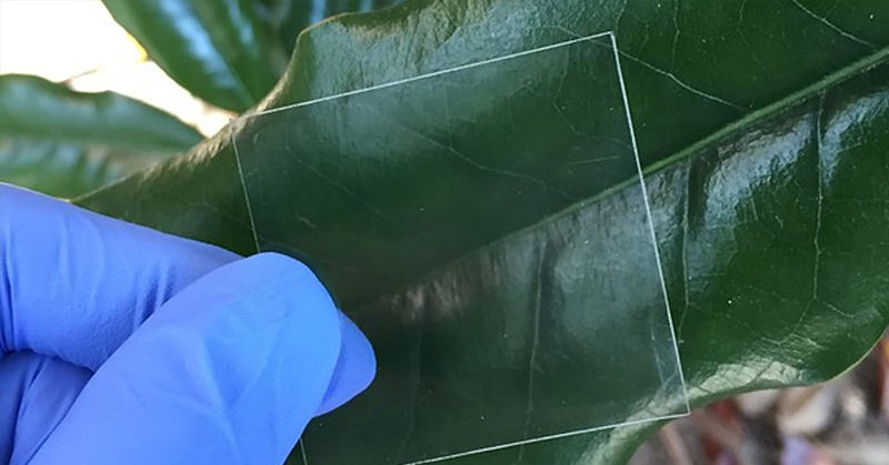 Scientists Create Transparent Wood Nearly As Clear as Glass To Make Stronger, Better Insulating Windows