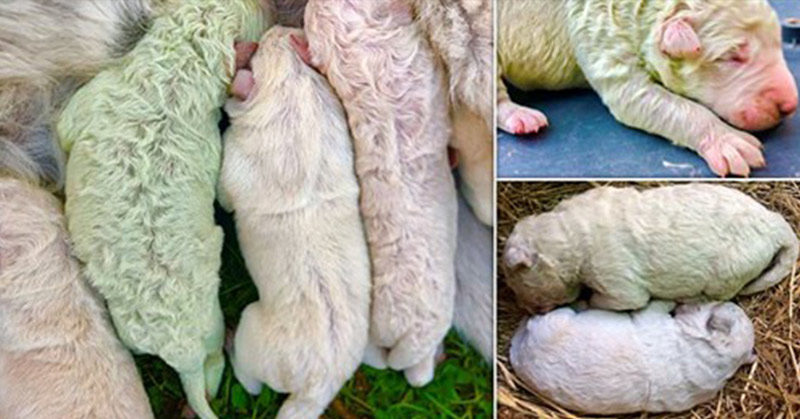 Puppy is born with GREEN fur due to rare pigment in its mother’s womb