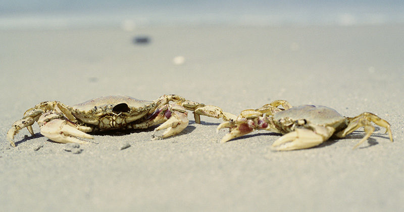 Animals Keep Evolving Into Crabs, Which Is Somewhat Disturbing