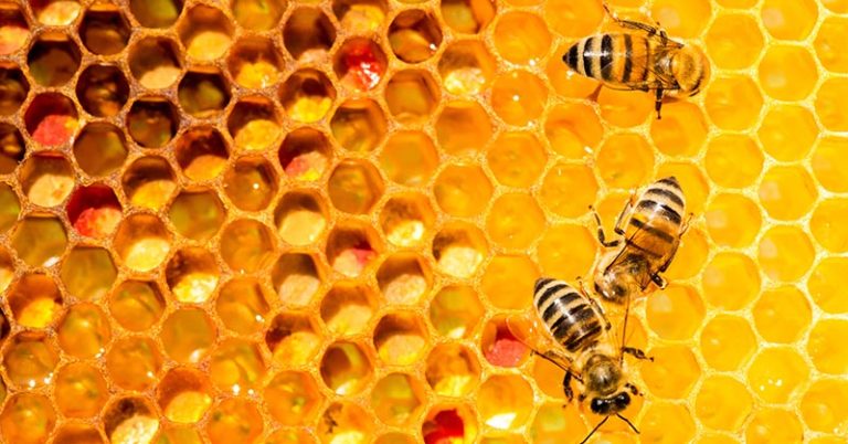 Bee Populations Are Increasing In Many States–With Maine Seeing 70% Rise In 2 Years - Featured image