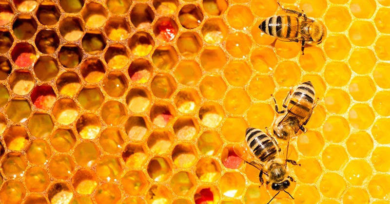 Bee Populations Are Increasing In Many States–With Maine Seeing 70% Rise In 2 Years - Featured image