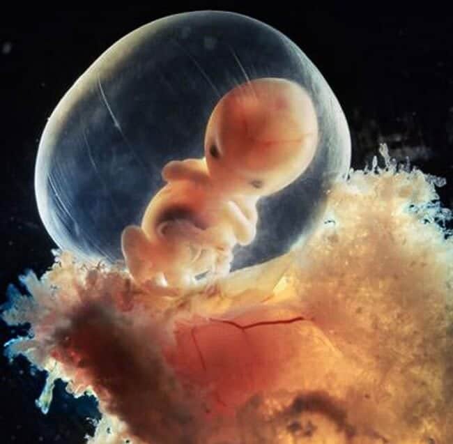 embryo development