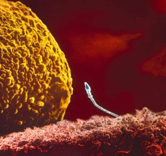 sperm and egg