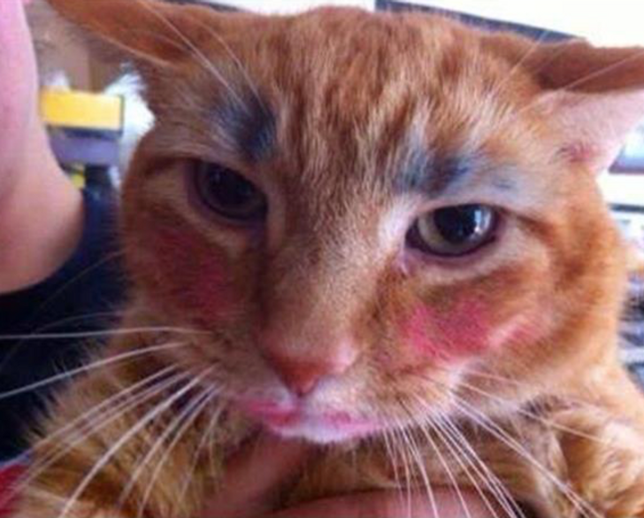 kids make you laugh - the cat is well made up
