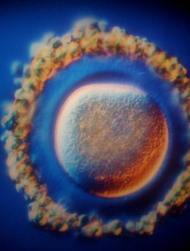 egg