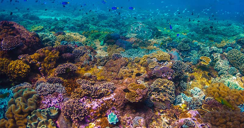 New coral reef taller than Eiffel Tower found off Australian coast - Featured image