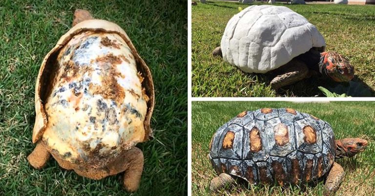 Rescuers Print 3-D Shell For Tortoise Who Had His Burnt Off In A Fire - Featured image