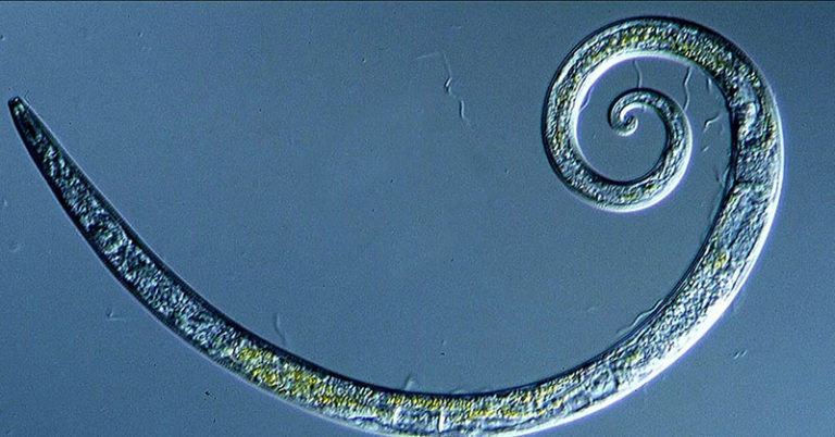 Worms Frozen for 42,000 Years in Siberian Permafrost Wriggle to Life - Featured image