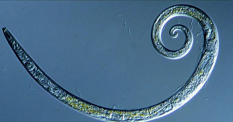 Worms Frozen for 42,000 Years in Siberian Permafrost Wriggle to Life