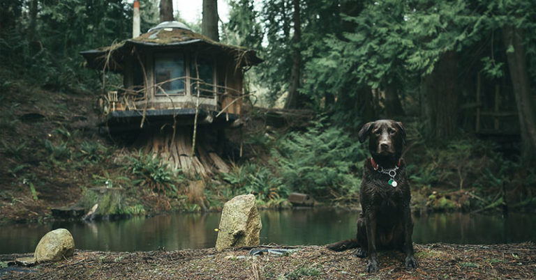 The Stump Cabin in the Pacific North West - Featured image