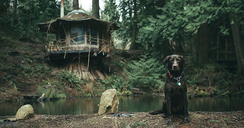 The Stump Cabin in the Pacific North West