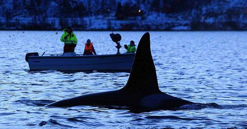 Killer whales orchestrating revenge attacks on boats off Spain