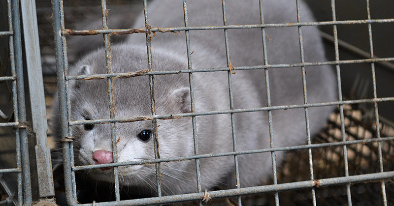 Denmark to kill entire mink population after coronavirus mutation spreads to humans