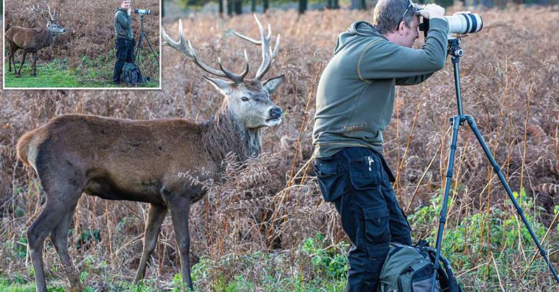 Incredible moment stag sneaks up to clueless wildlife photographer - Featured image