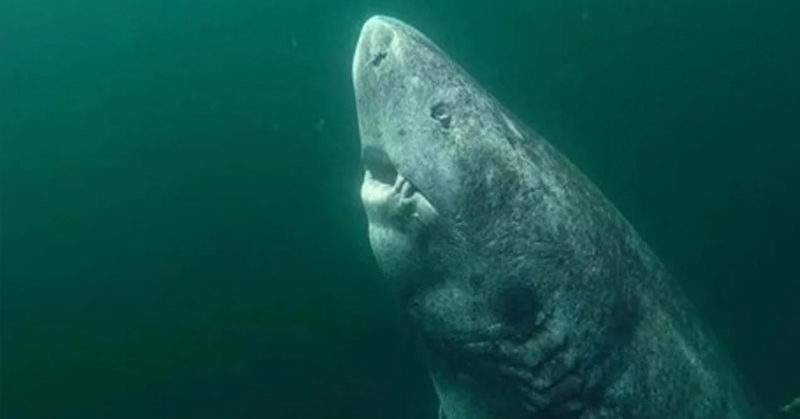 A 400-Year-Old Shark Found In The Arctic Could Be The Oldest Vertebrate On Earth