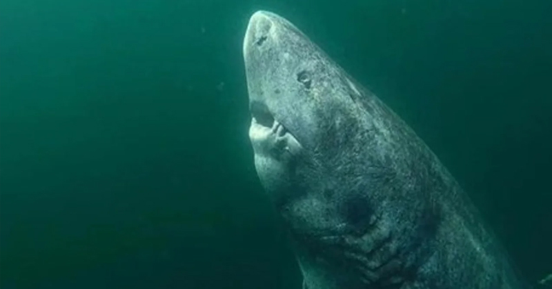 A 400-Year-Old Shark Found In The Arctic Could Be The Oldest Vertebrate On Earth - Featured image