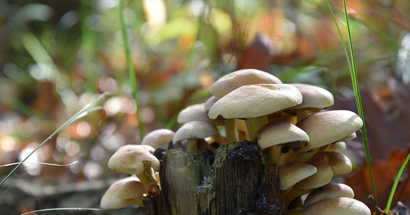 Mushrooms Can Eat Plastic, Petroleum and CO2