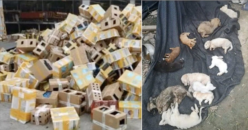 5000 Animals Found Dead In Chinese Shipping Facility