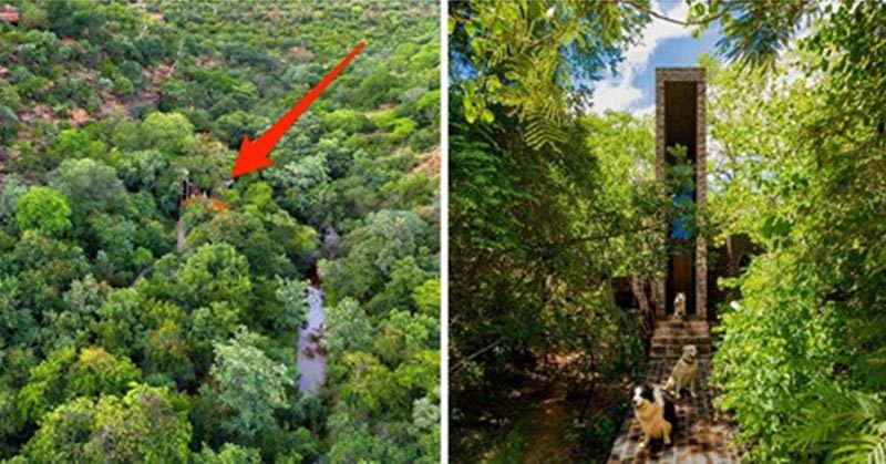 Inside the skinny home that disappears into the tree canopy of a nature reserve