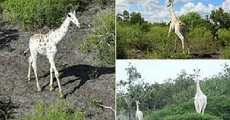 World’s only white giraffe is fitted with GPS tracking in bid to protect it from poachers