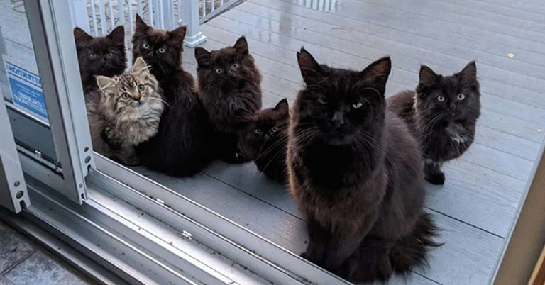 Stray Cat Brings All Her Babies To Meet The Woman Who Helped Her - Featured image